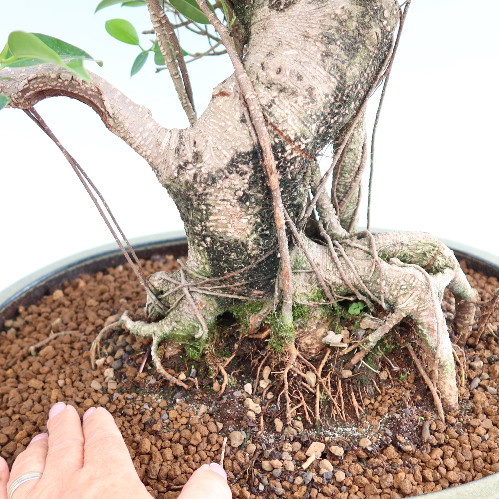 Zimmerbonsai - Ficus kimmen - Kleinblättriger Ficus