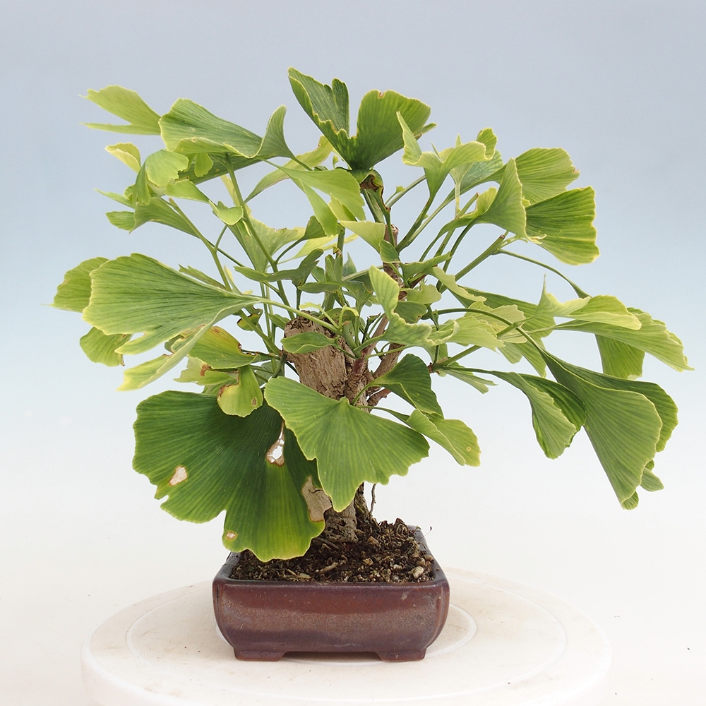 Bonsai für draußen - Ginkgo biloba - Ginkgo biloba