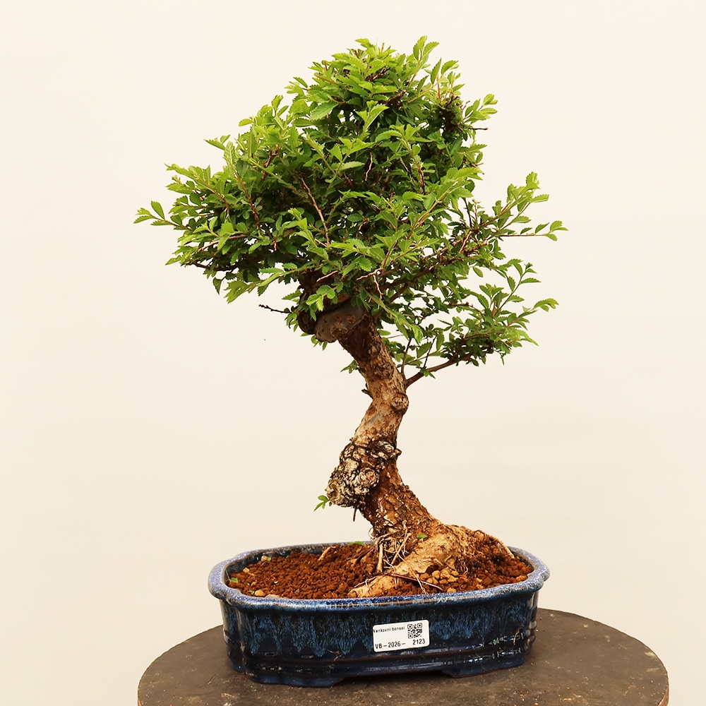 Bonsai für draußen - Zelkova - Zelkova NIRE
