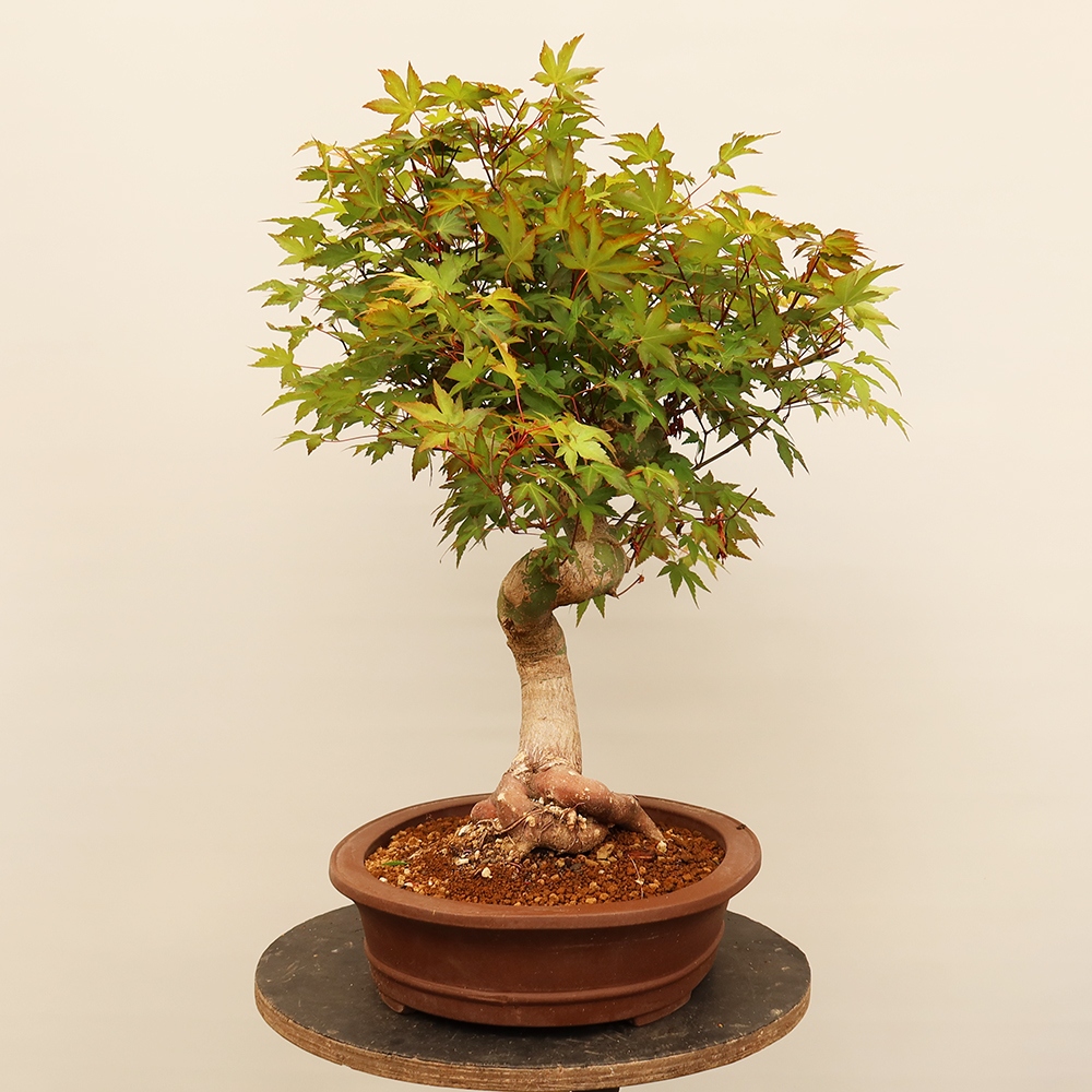 Bonsai für draußen - Ahorn palmatum - Palmen