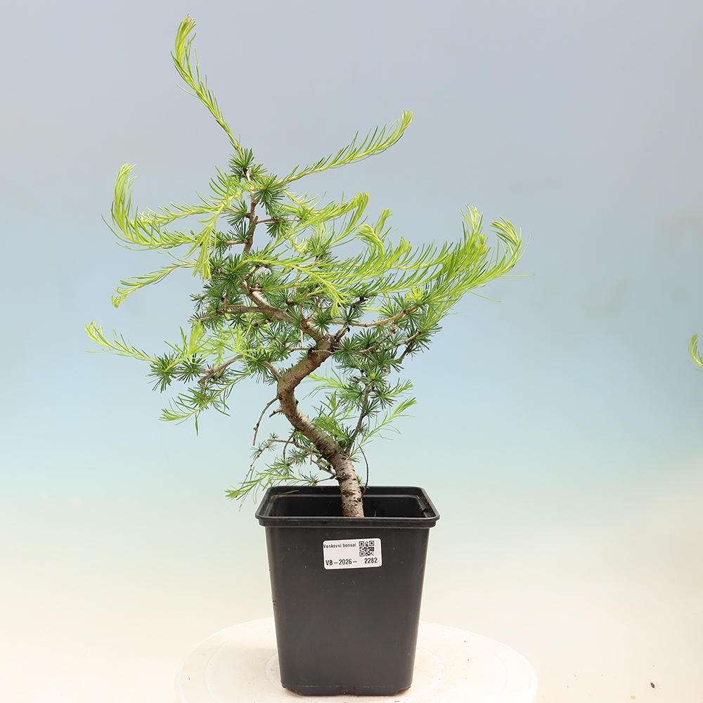 Bonsai für draußen -Larix decidua - Lärche