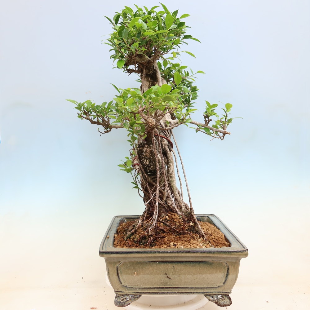 Zimmerbonsai - Ficus kimmen - Kleinblättriger Ficus