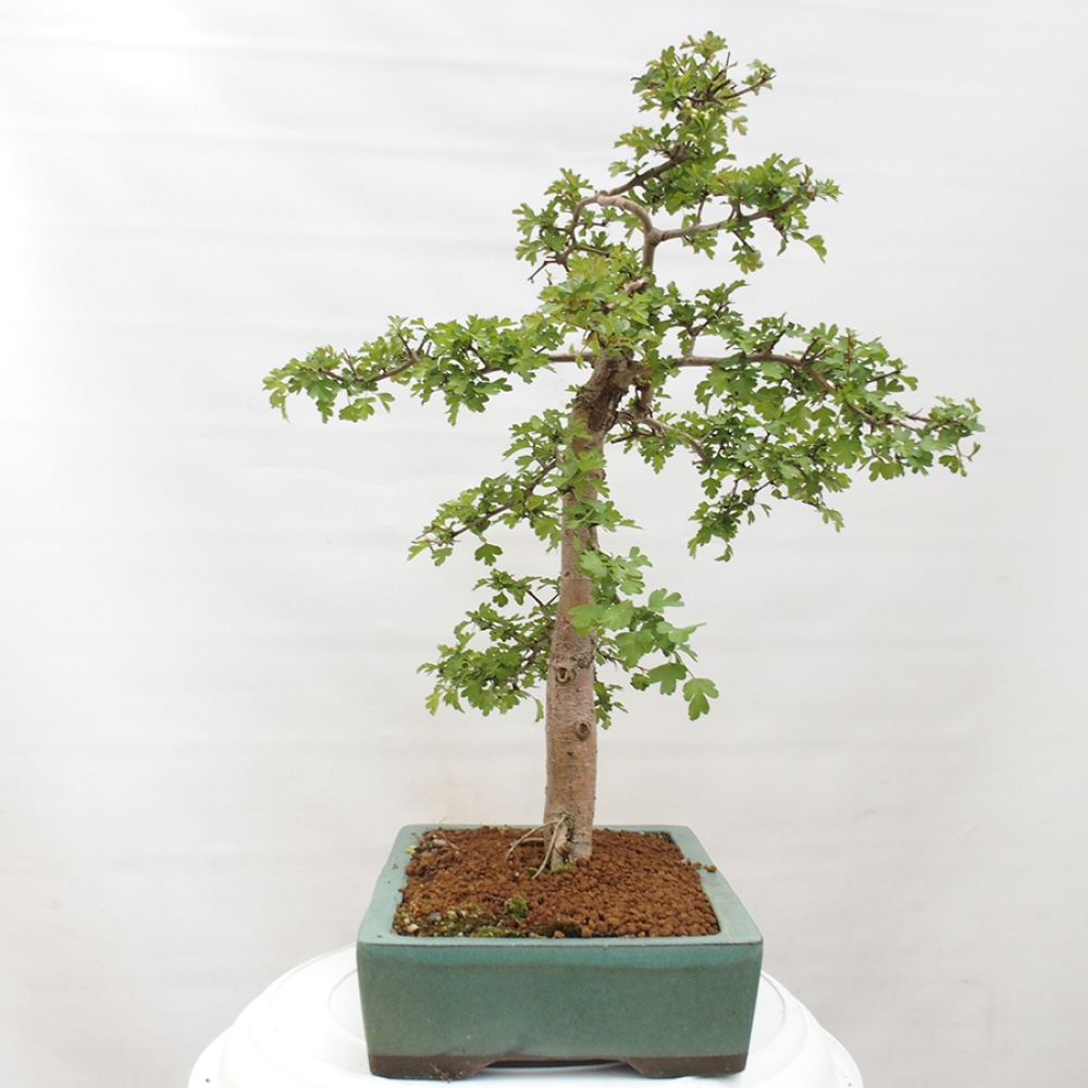 Bonsai für draußen - Weißdorn - Crataegus monogyna