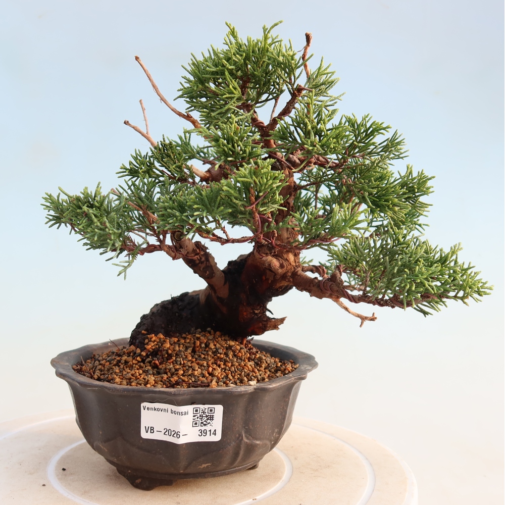 Bonsai für draußen - Juniperus chinensis Itoigawa