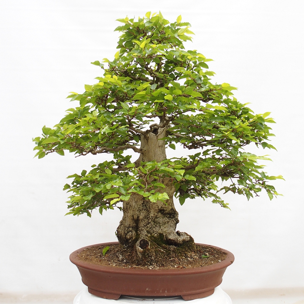 Bonsai für draußen -Carpinus CARPINOIDES - Koreanische Hainbuche