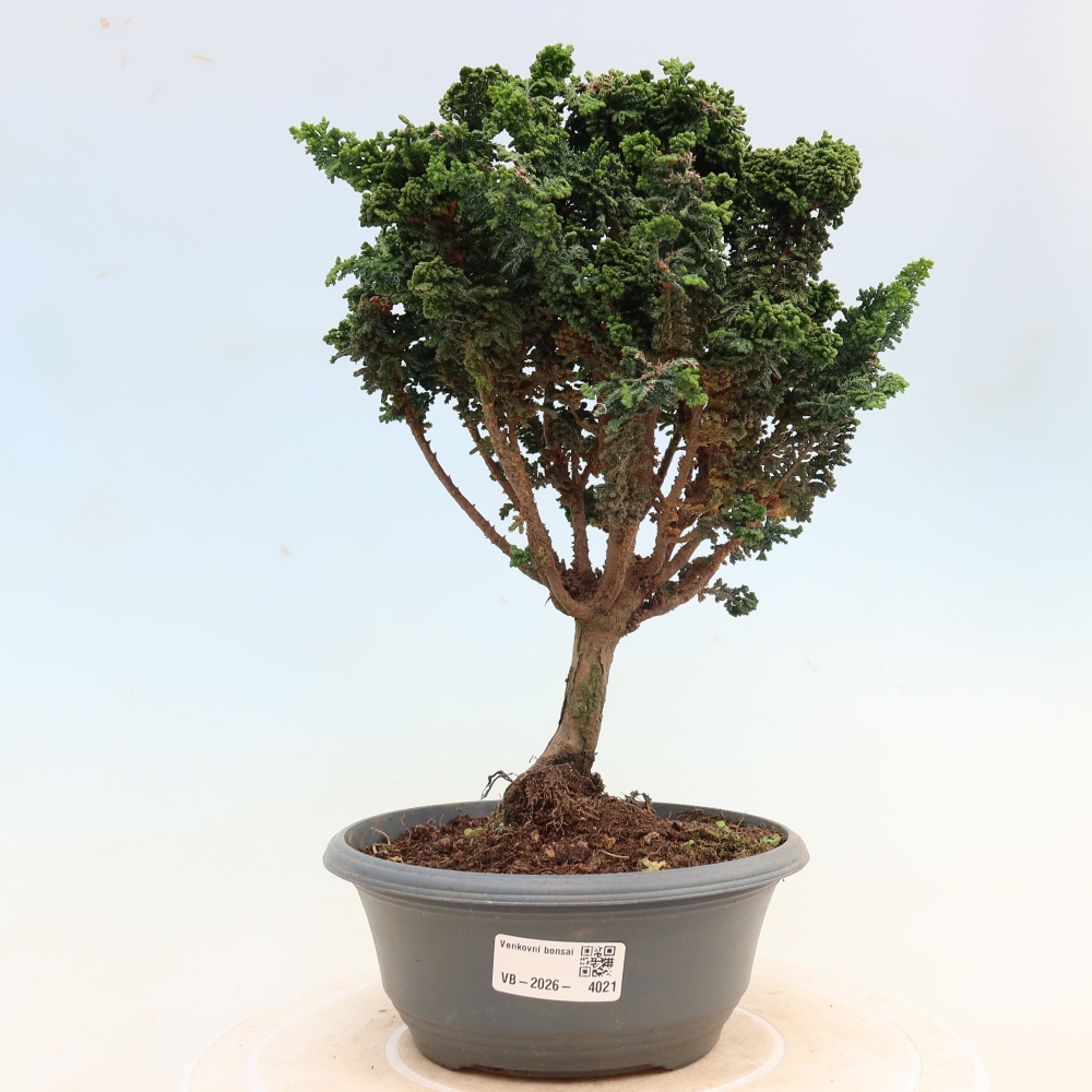 Bonsai für draußen - Cham. obtusa SEKKA HINOKI - Zypresse
