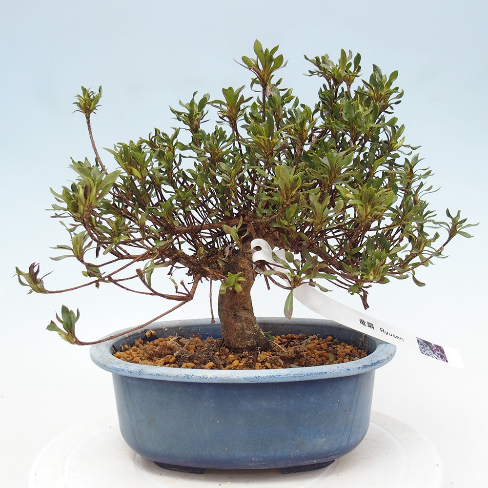Bonsai für draußen - Japanische Azalee - Azalea Ryusen