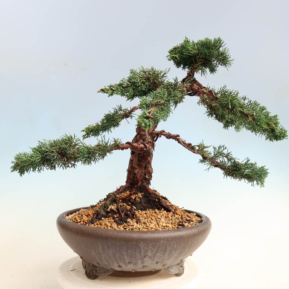 Bonsai für draußen - Juniperus chinensis Kishu