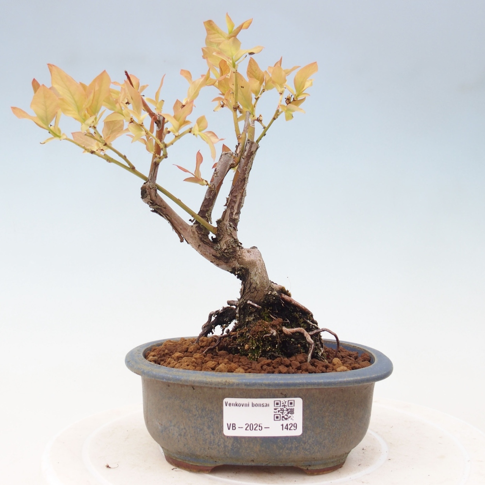 Bonsai für draußen - Kanadische Heidelbeere - Vaccinium corymbosum