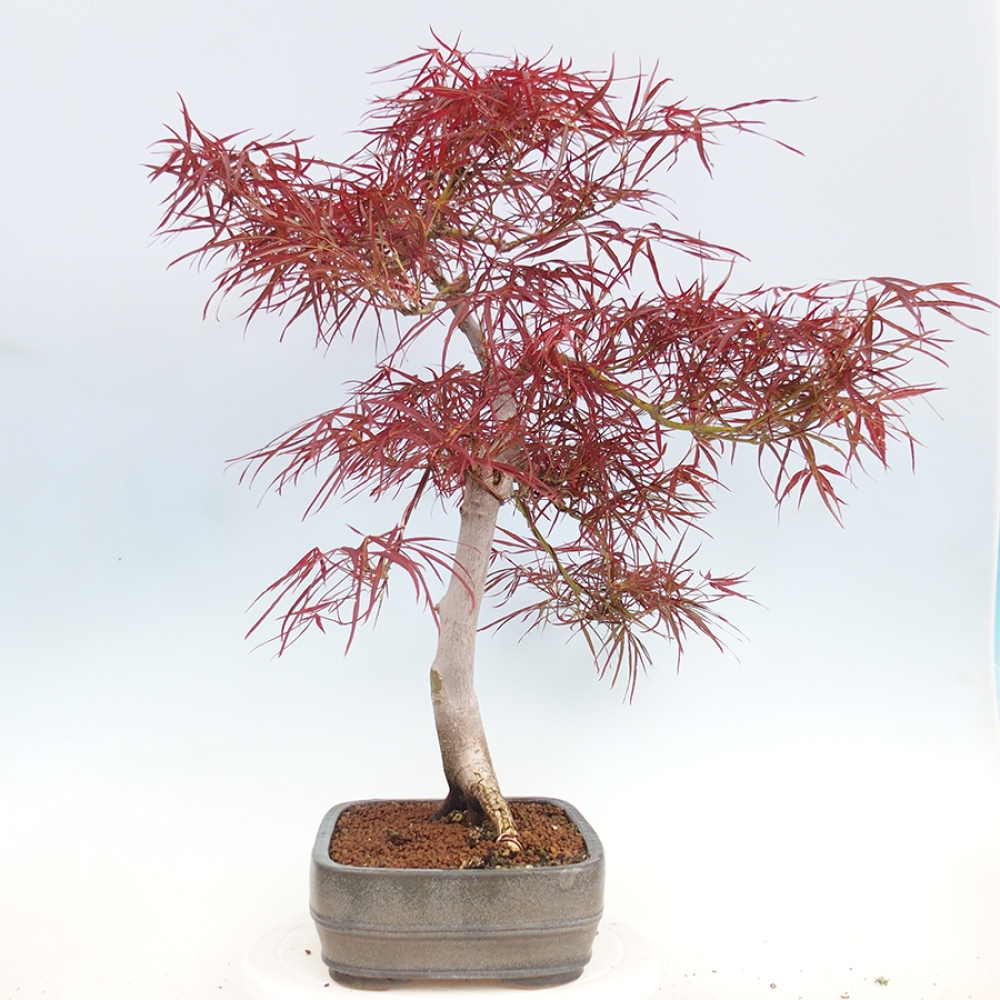 Bonsai für draußen - Acer palmatum RED PYGMY