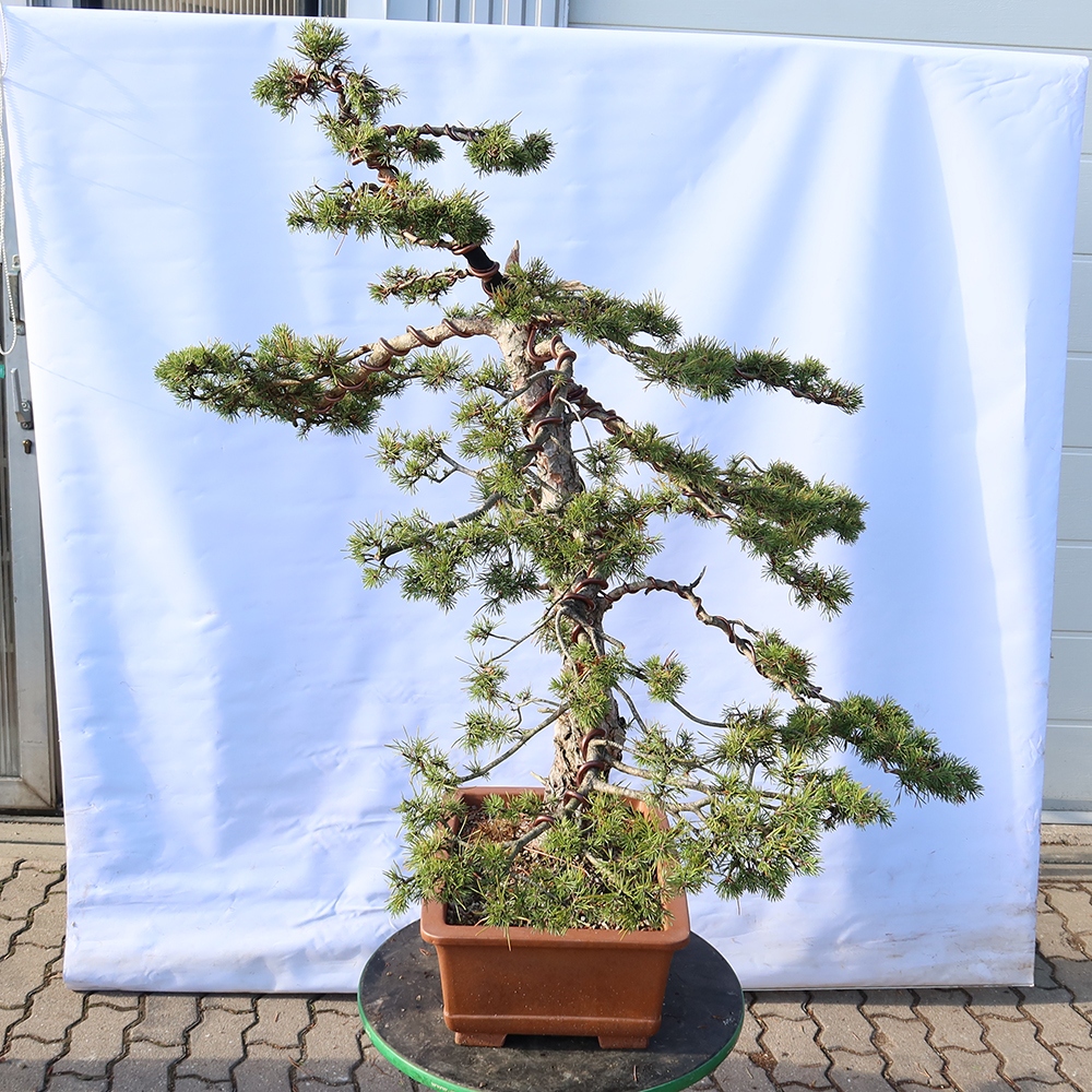 Pinus sylvestris Spanien – Waldkiefer