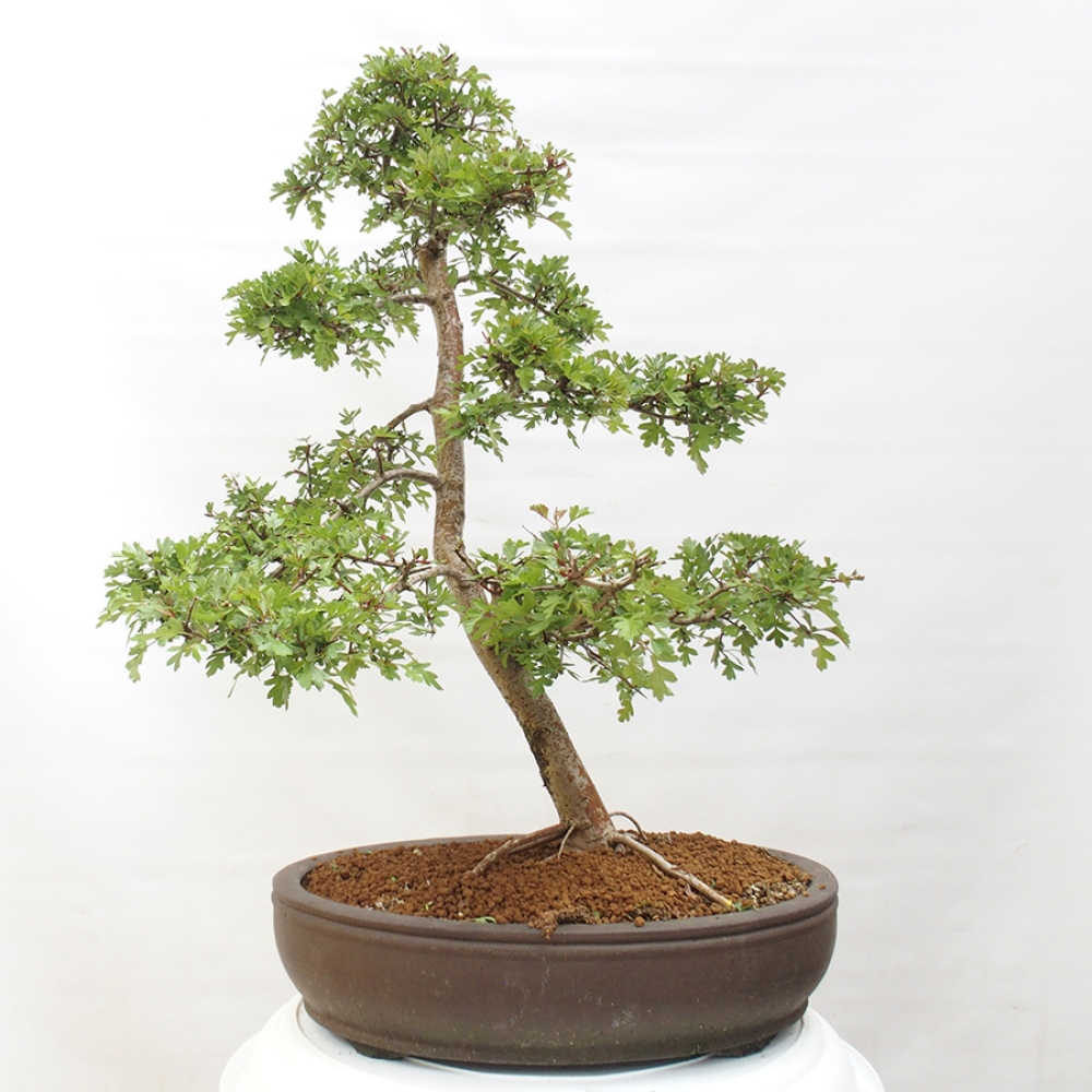 Bonsai für draußen - Weißdorn - Crataegus monogyna