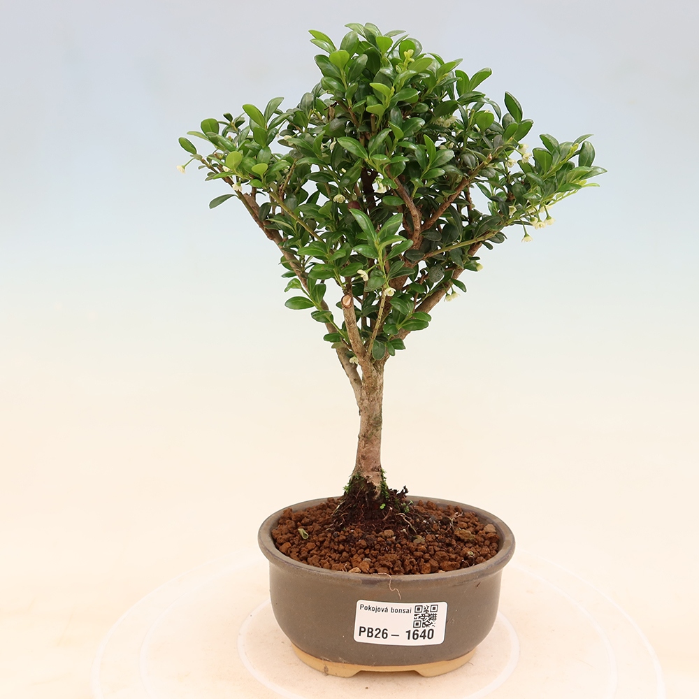 Zimmer Bonsai - Ilex crenata - Stechpalme