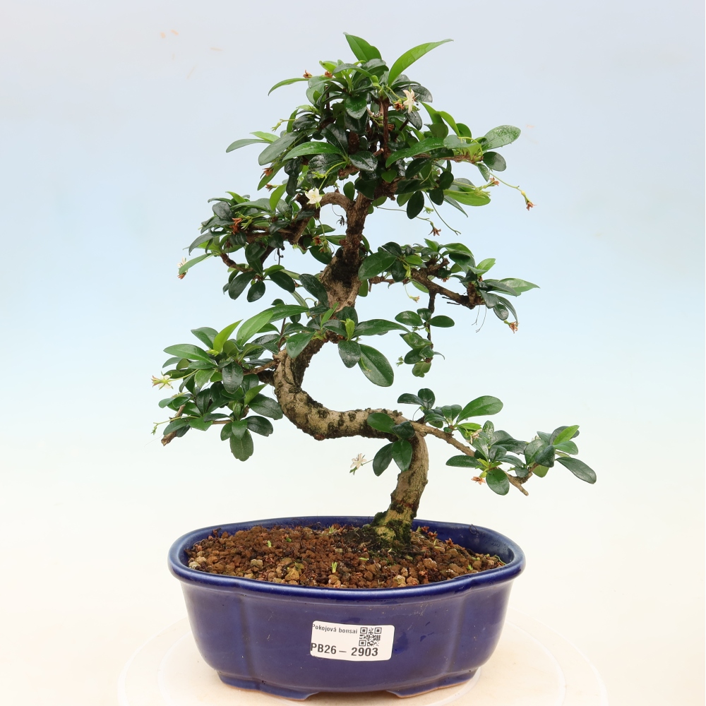 Zimmer-Bonsai - Carmona macrophylla - Tee-Fuki