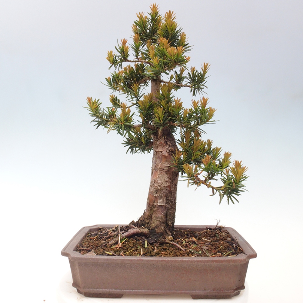 Bonsai für draußen - Taxus cuspidata - Japanische Eibe
