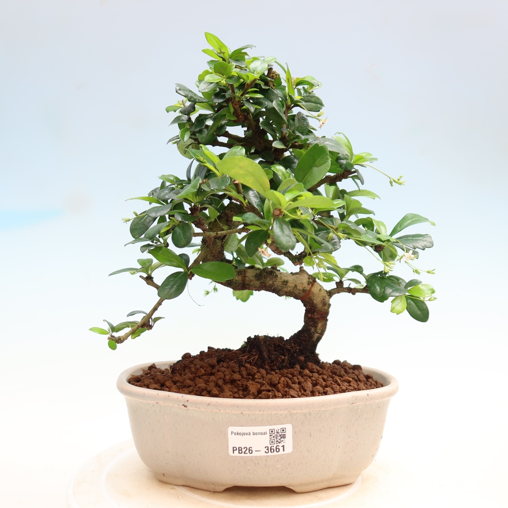 Zimmer-Bonsai - Carmona macrophylla - Tee-Fuki
