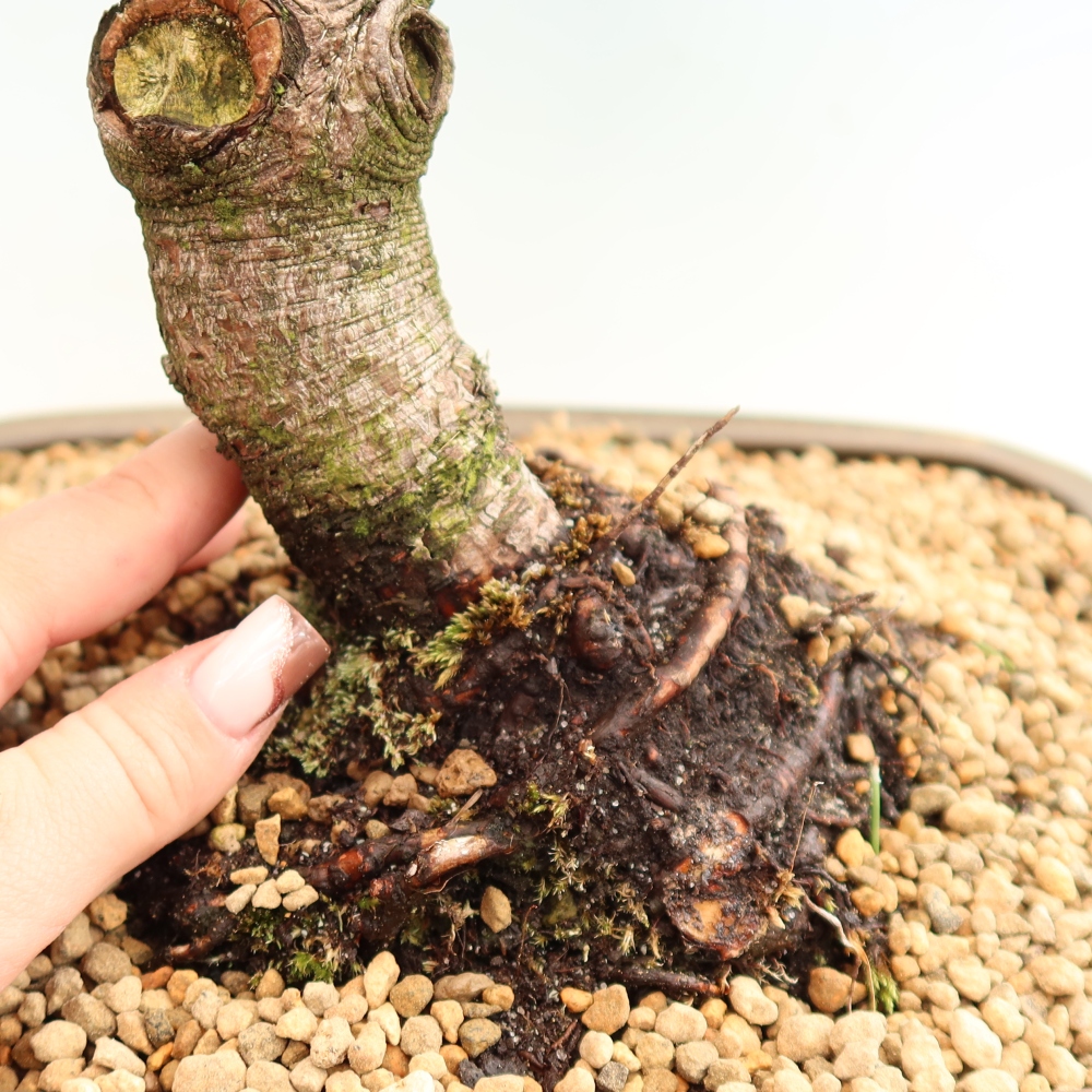 Bonsai für den Außenbereich – Pinus mugo Humpy – Zwergkiefer