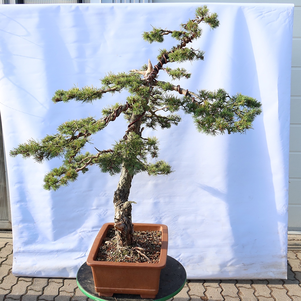 Pinus sylvestris Spanien – Waldkiefer