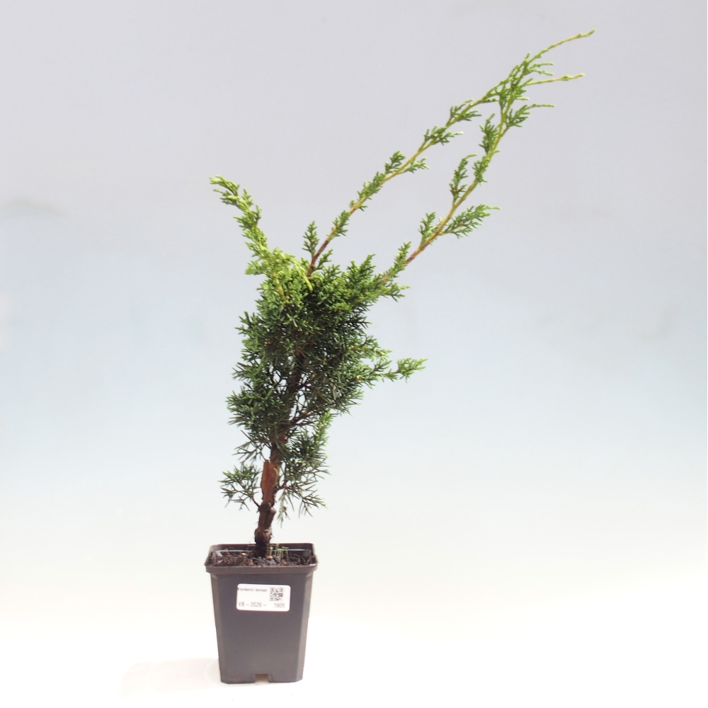 Bonsai für draußen - Juniperus chinensis Kishu