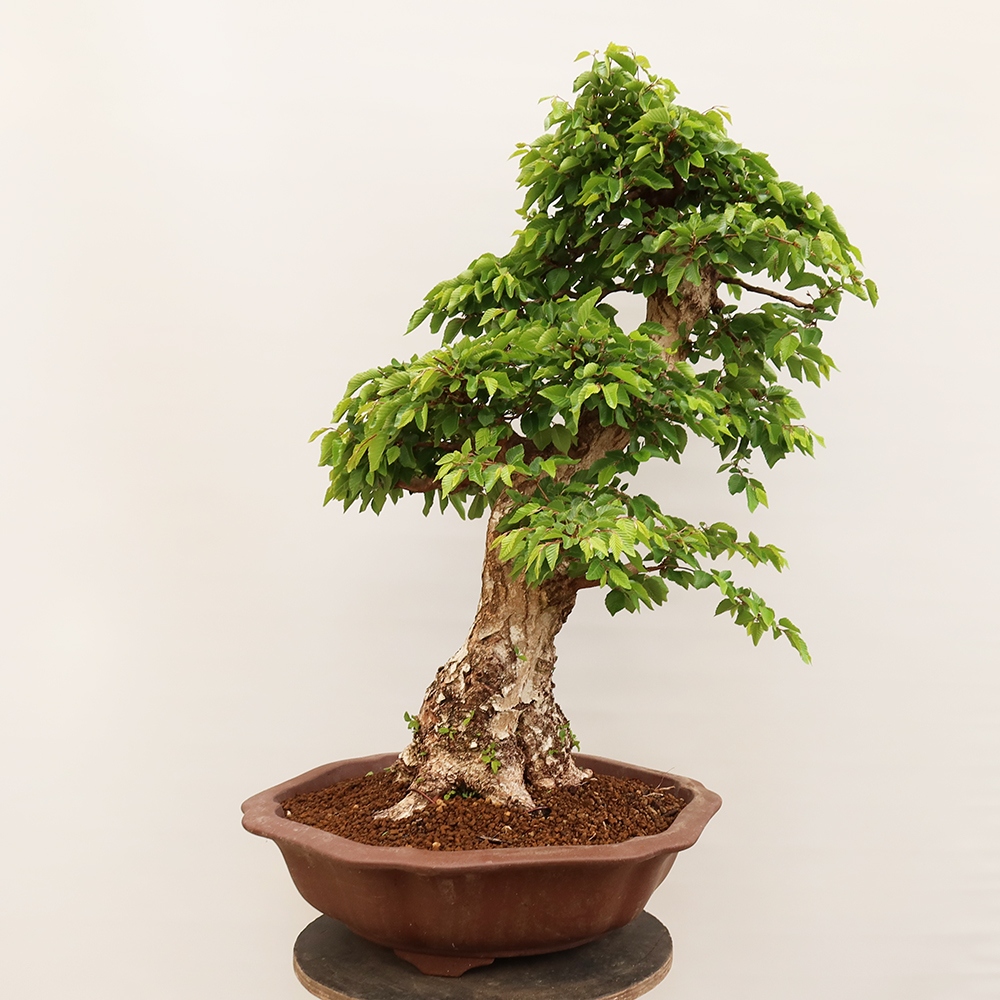 Bonsai für draußen - Karpinus Coreana - Koreanische Hainbuche