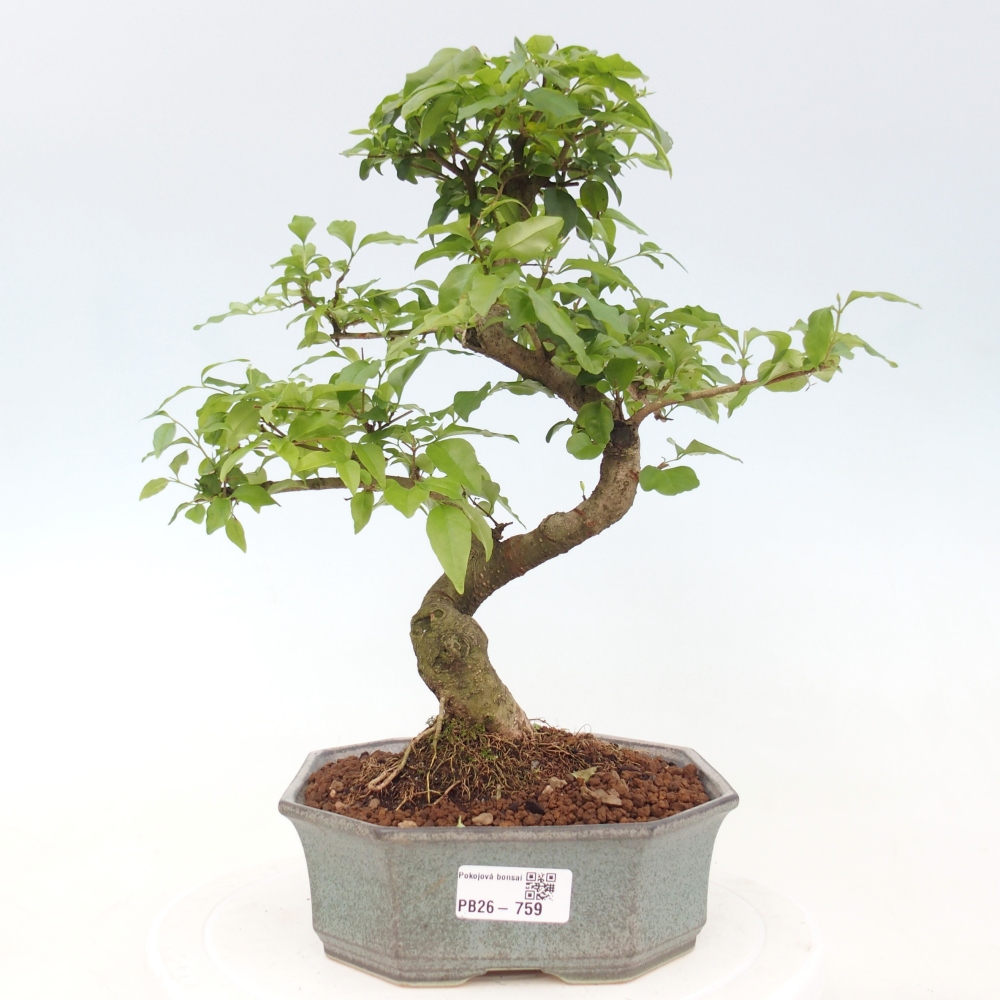 Zimmer Bonsai -Ligustrum chinensis - Vogelschnabel
