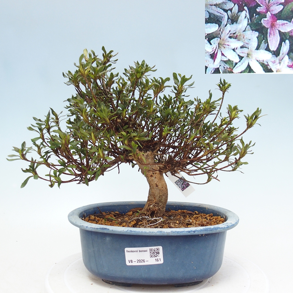 Bonsai für draußen - Japanische Azalee - Azalea Ryusen