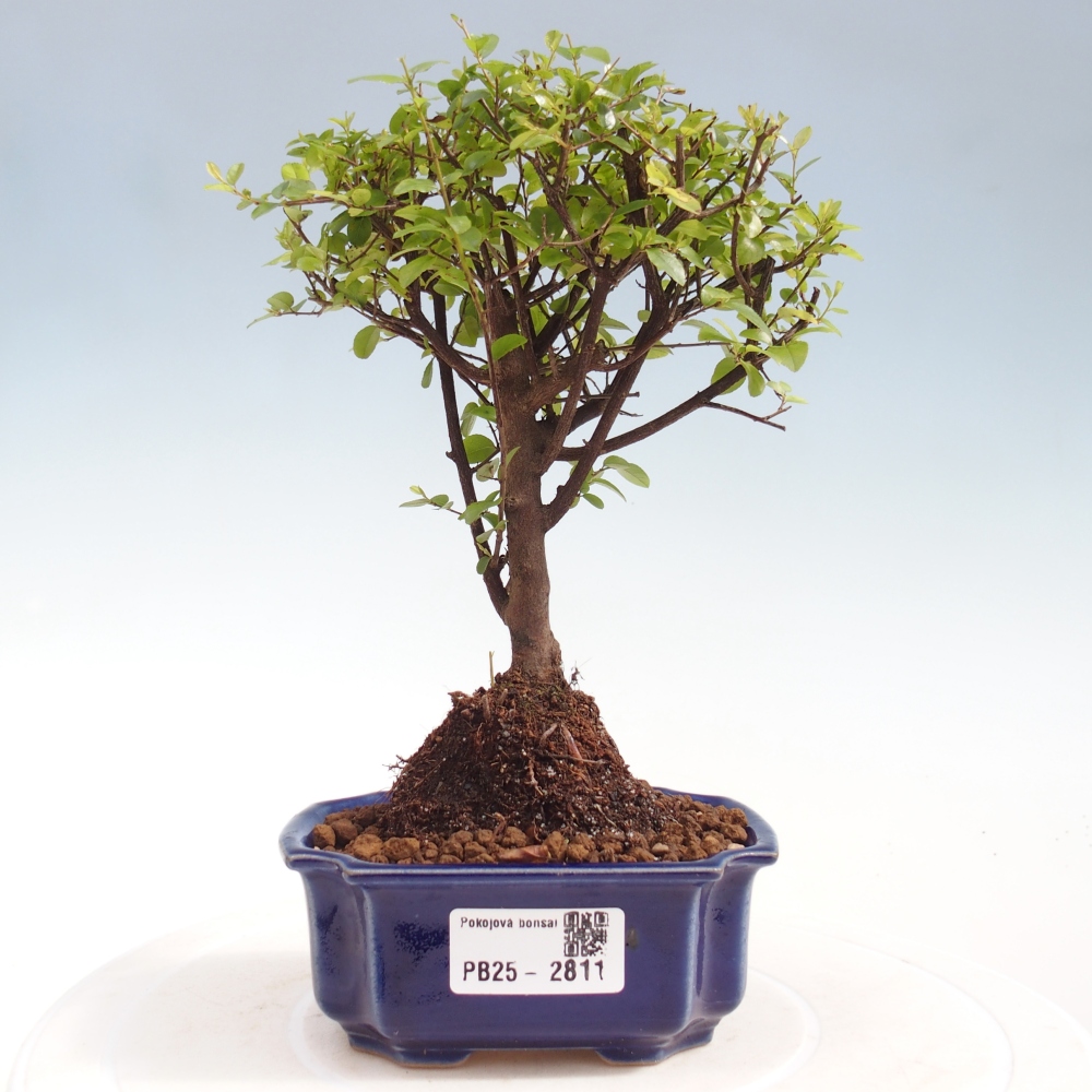 Zimmer Bonsai - Sageretia thea - Sageretia thea