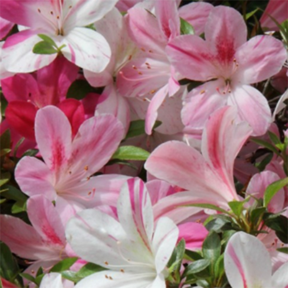 Bonsai für draußen - Japanische Azalee - Azalee Miyabihime