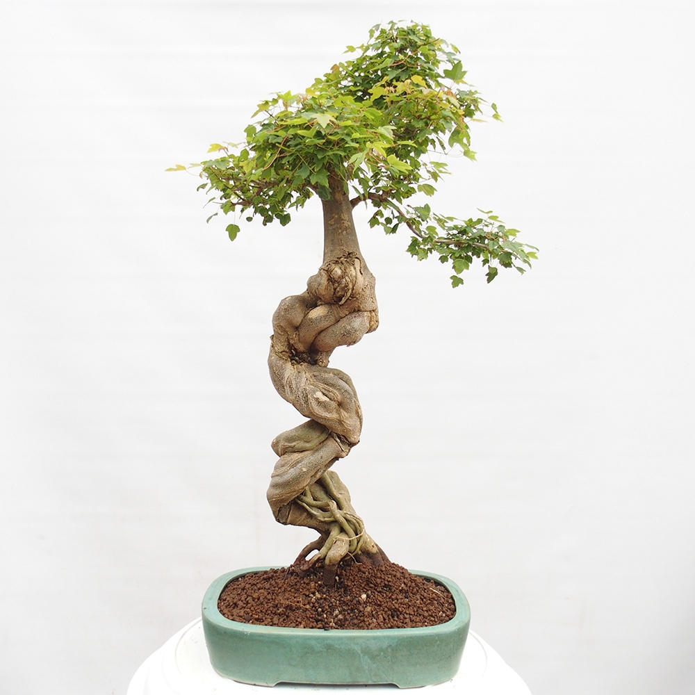 Bonsai für draußen - Acer Buergerianum - Bergahorn
