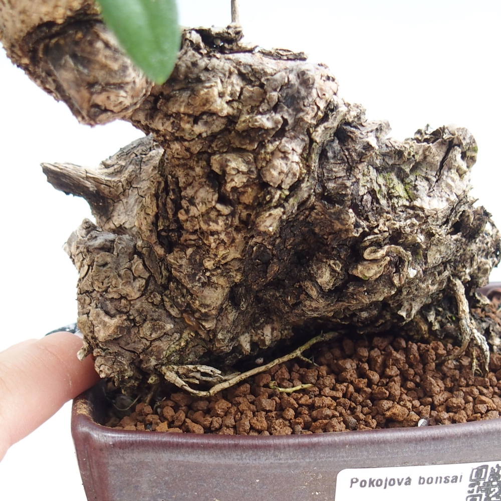 Zimmerbonsai - Olea europaea sylvestris