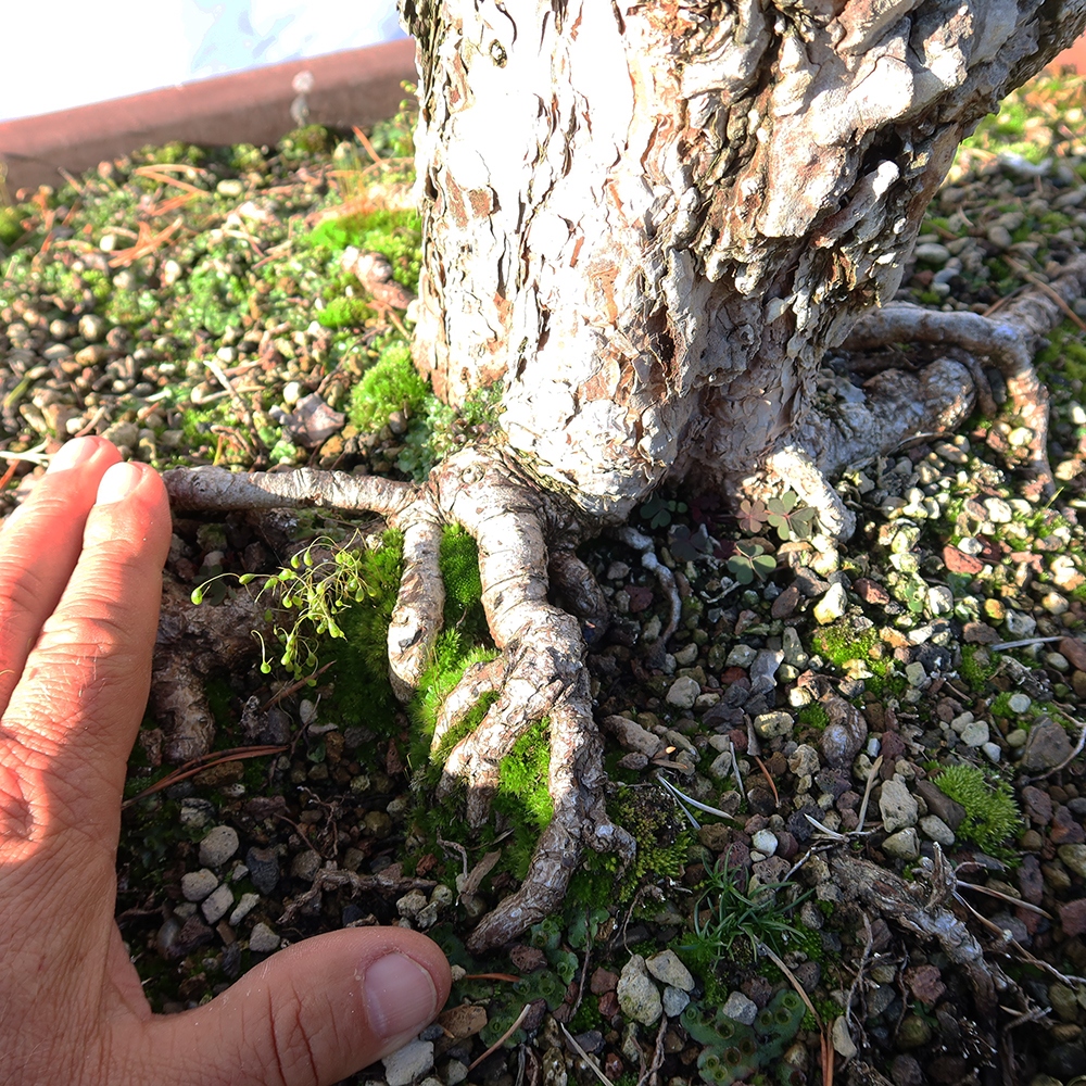 Pinus sylvestris Spanien – Waldkiefer