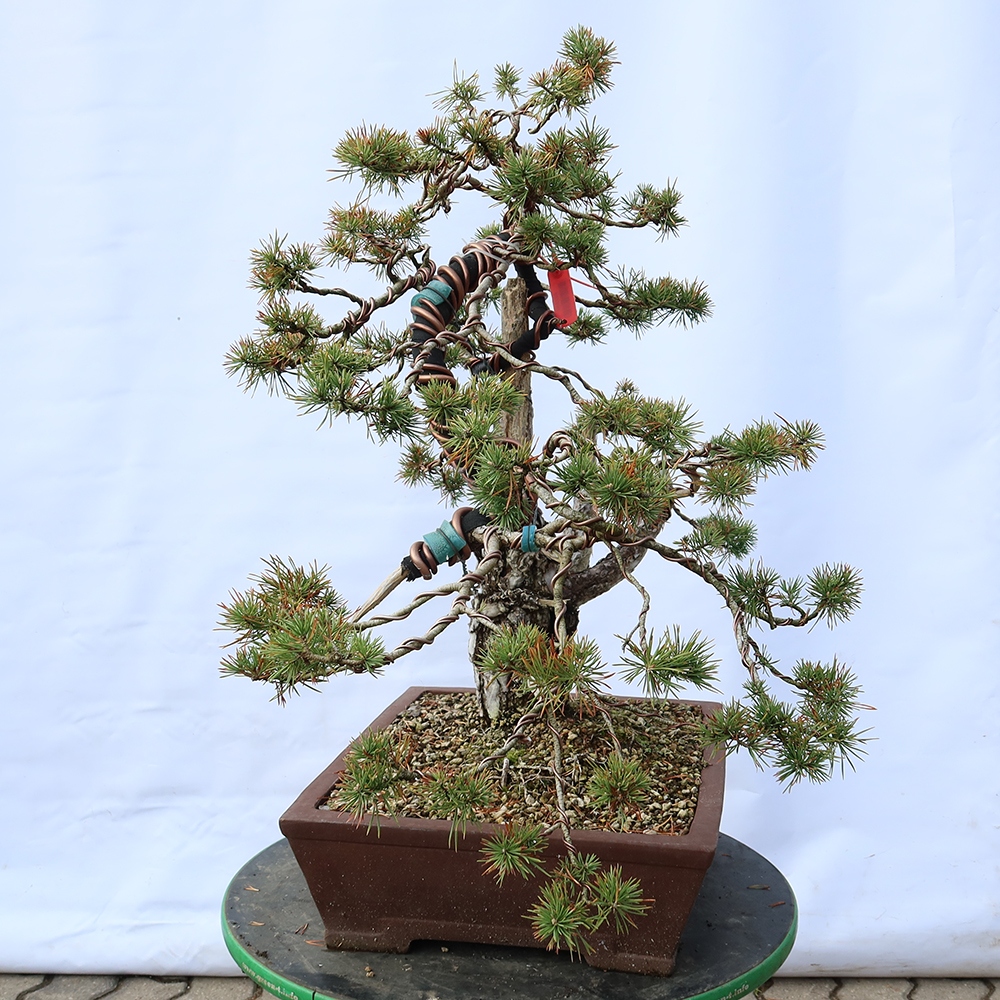 Pinus sylvestris Spanien – Waldkiefer