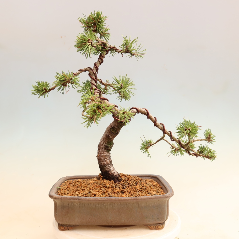 Bonsai für den Außenbereich – Pinus mugo Humpy – Zwergkiefer
