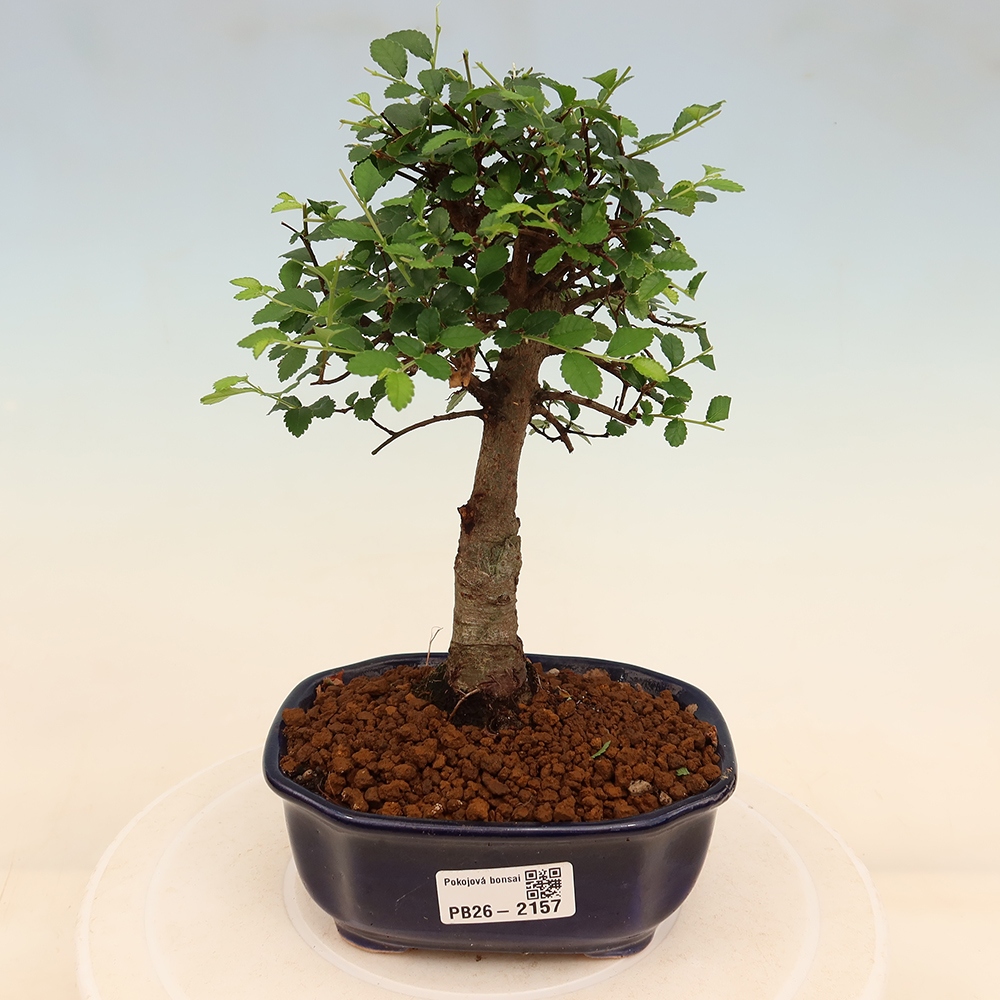 Zimmerbonsai - Ulmus parvifolia - Kleinblättrige Ulme