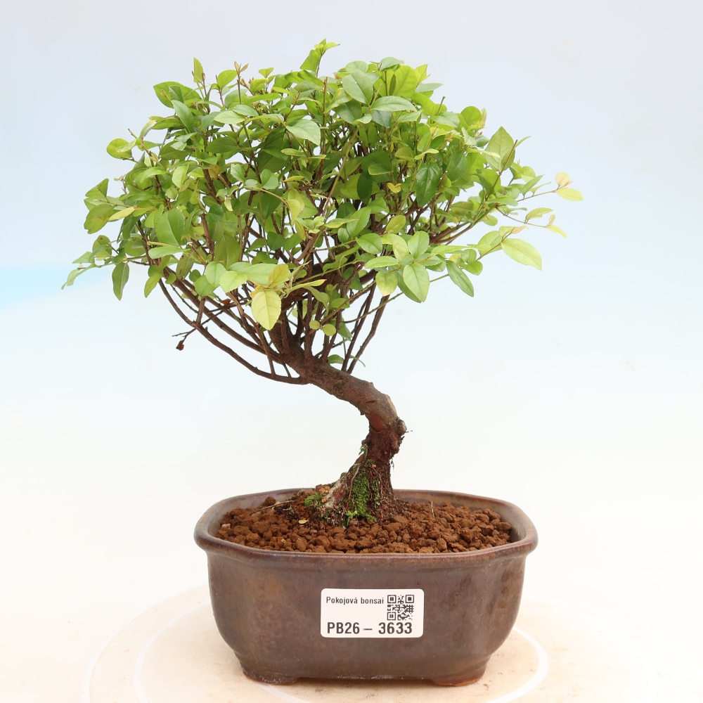 Zimmer Bonsai - Sageretia thea - Sageretia thea