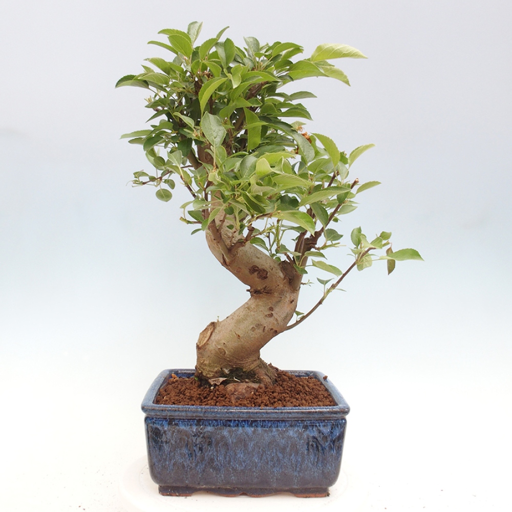 Outdoor-Bonsai -Malus halliana - Kleinfrüchtiger Apfelbaum