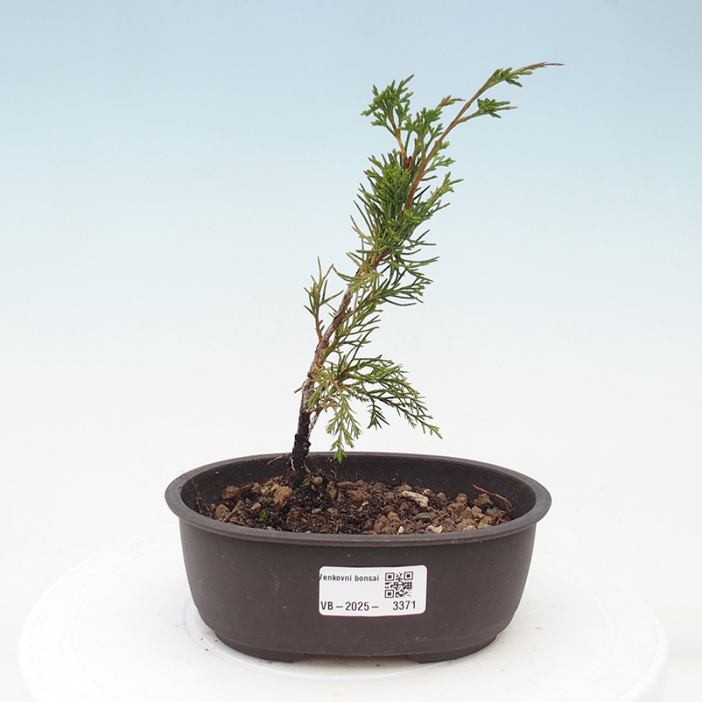 Bonsai für draußen - Juniperus chinensis Itoigawa
