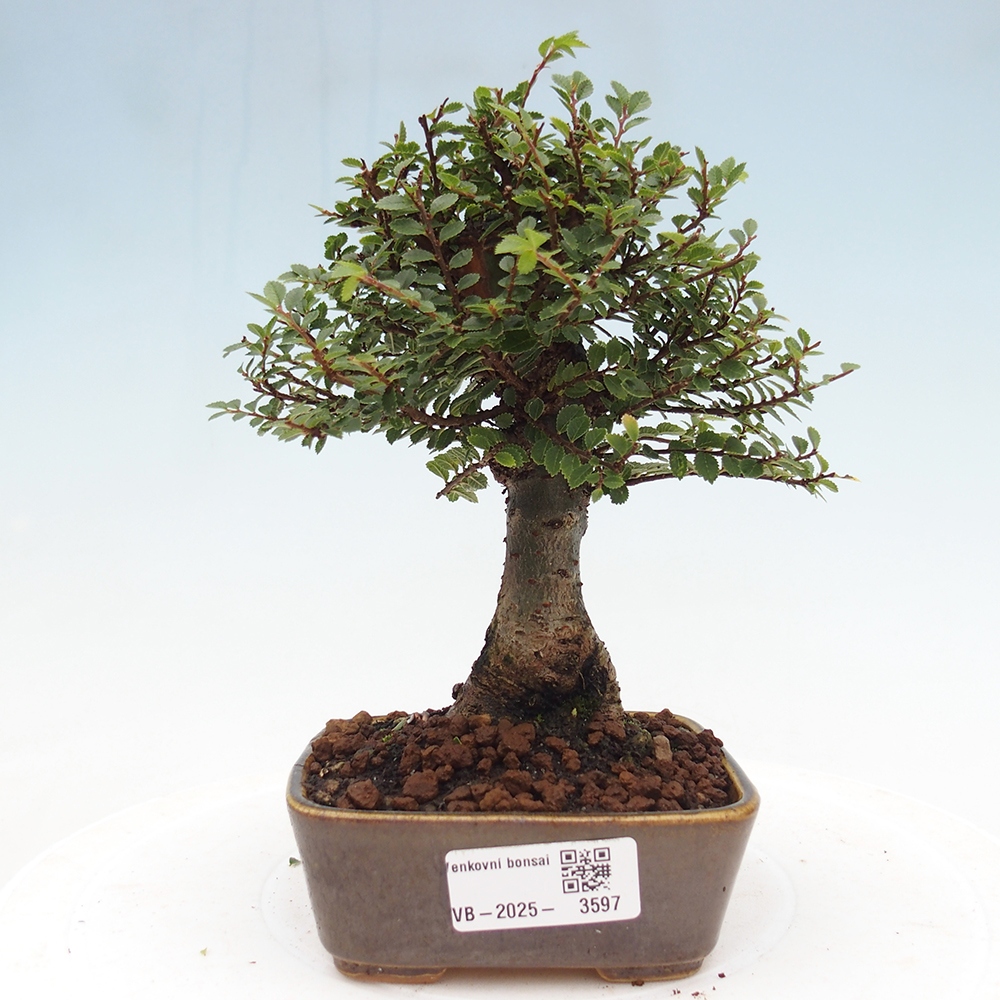 Bonsai für draußen - Ulmus parvifolia Hokkaido - Chinesische Ulme