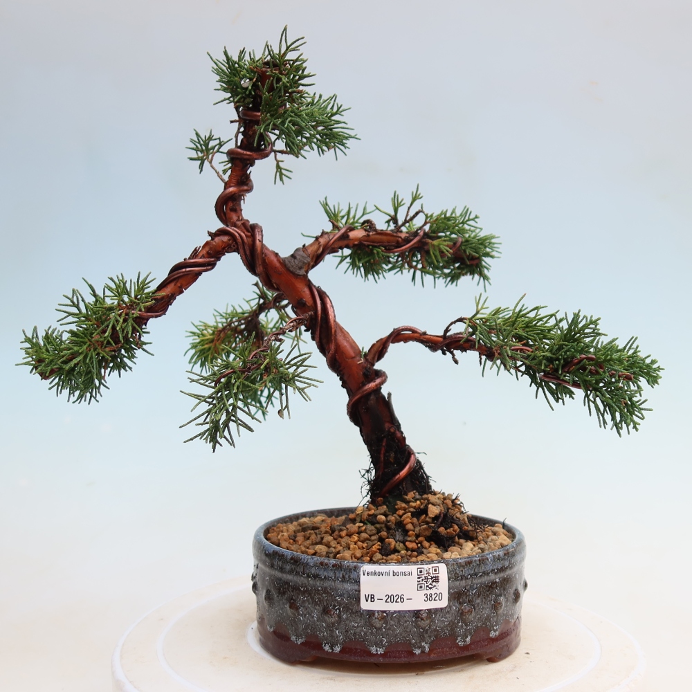 Bonsai für draußen - Juniperus chinensis Kishu