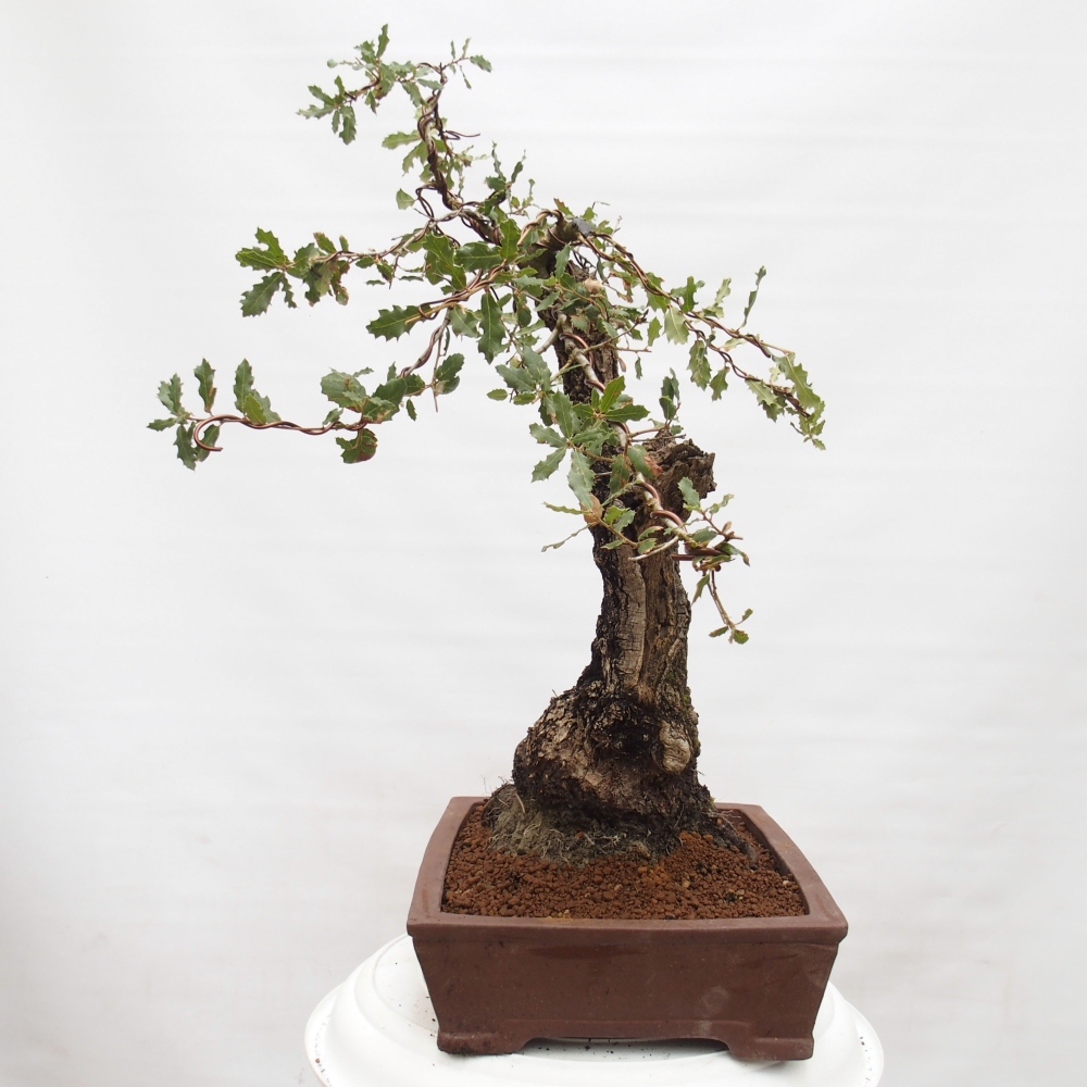 Yamadori - Quercus Ilex - Eichenstechpalme
