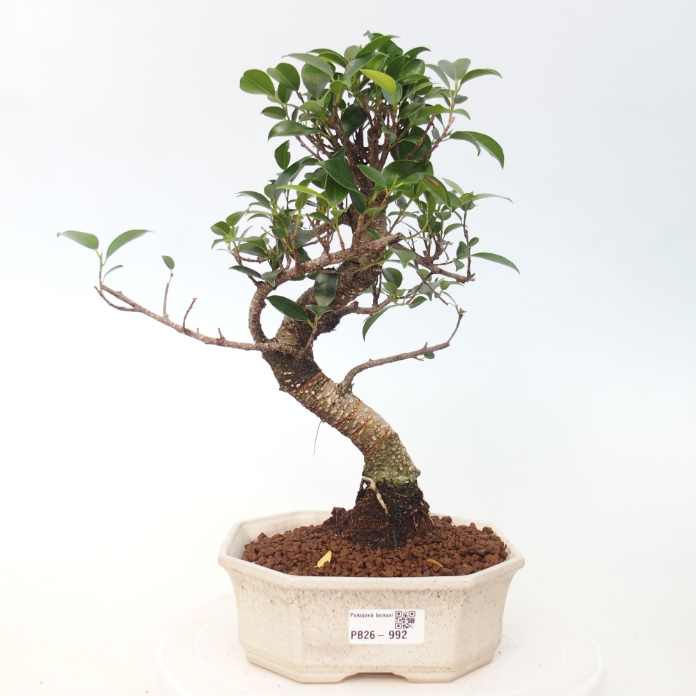 Zimmerbonsai - Ficus retusa - Kleinblättriger Ficus