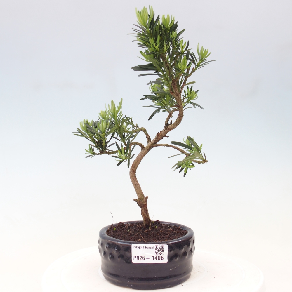 Zimmerbonsai - Podocarpus - Stein-Eibe
