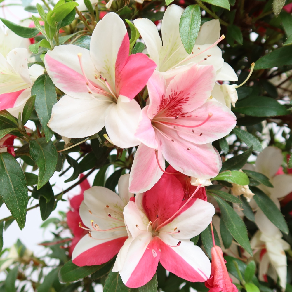 Bonsai für draußen - Japanische Azalee - Azalea satsuki