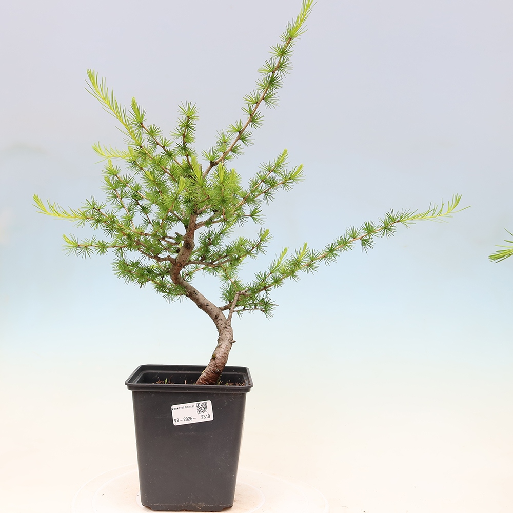 Bonsai für draußen -Larix decidua - Lärche