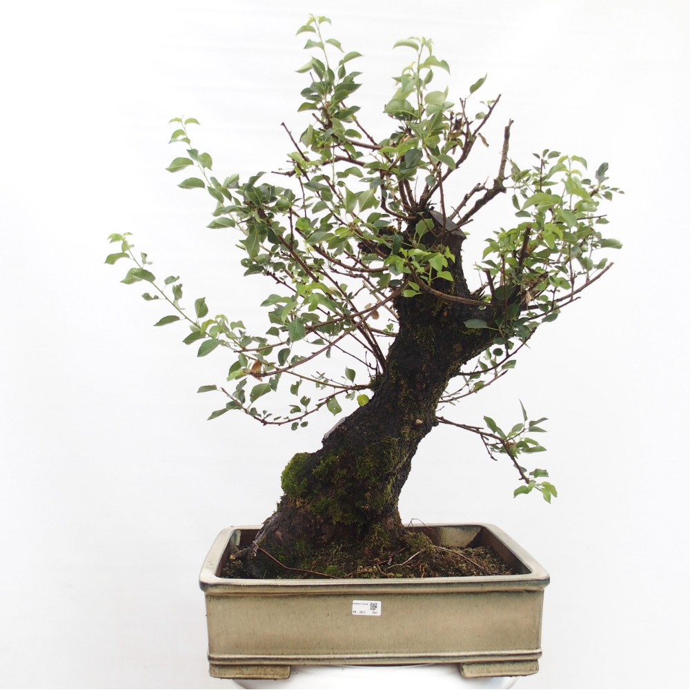 Bonsai für draußen - Mahalebka - Prunus mahaleb