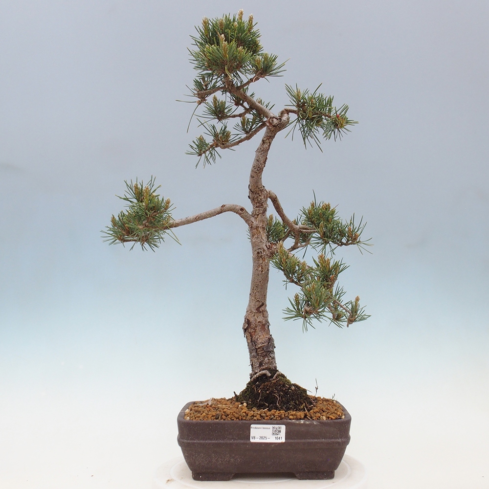 Bonsai für draußen - Pinus Sylvestris Watererri - Waldkiefer