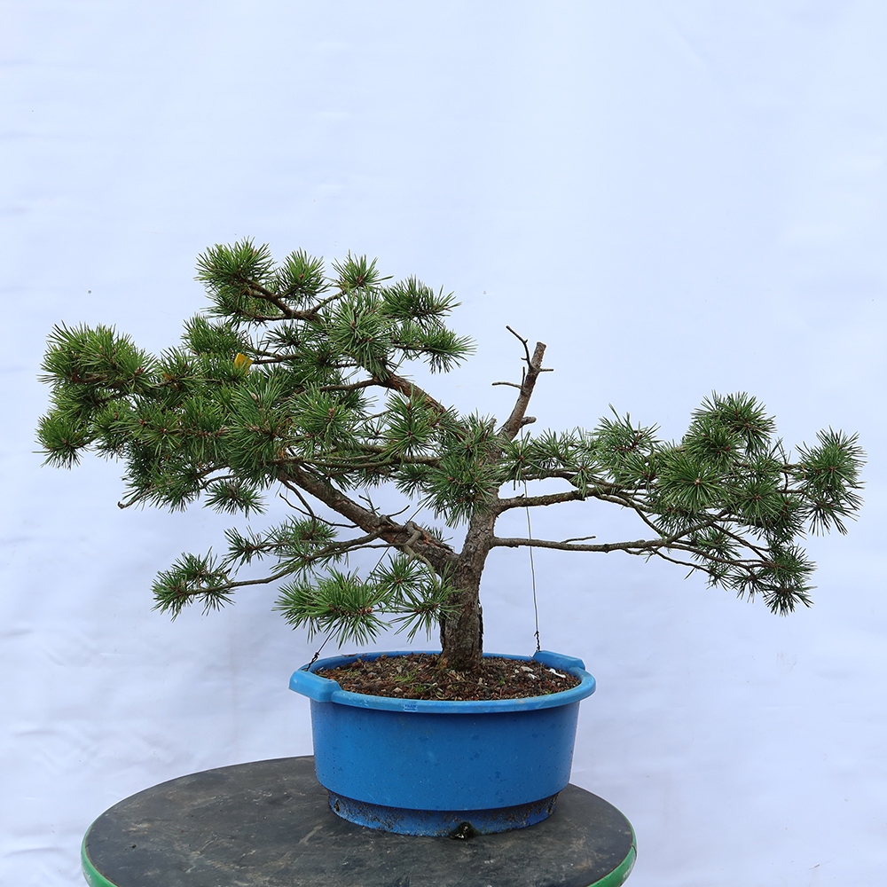 Pinus sylvestris Spanien – Waldkiefer