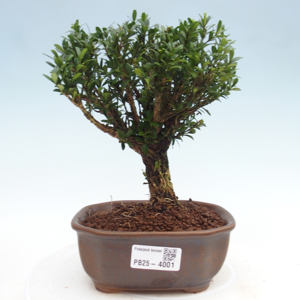Zimmer Bonsai - Buxus harlandii - Korkbuxus