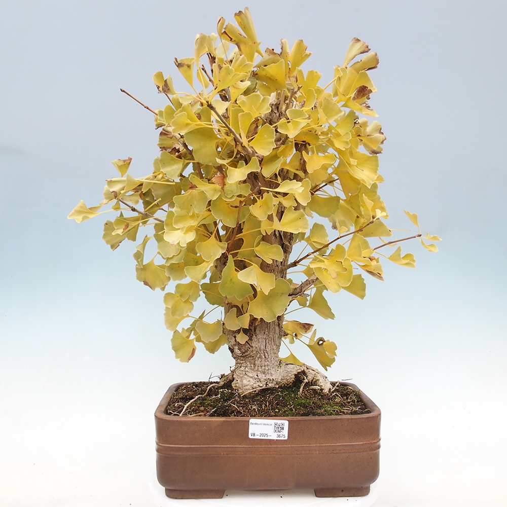 Bonsai für draußen - Ginkgo biloba - Ginkgo biloba