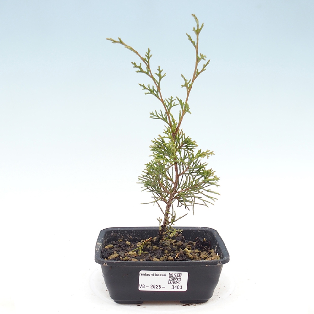 Bonsai für draußen - Juniperus chinensis Itoigawa